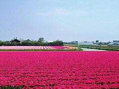 Tulip fields in Noordwijkerhout