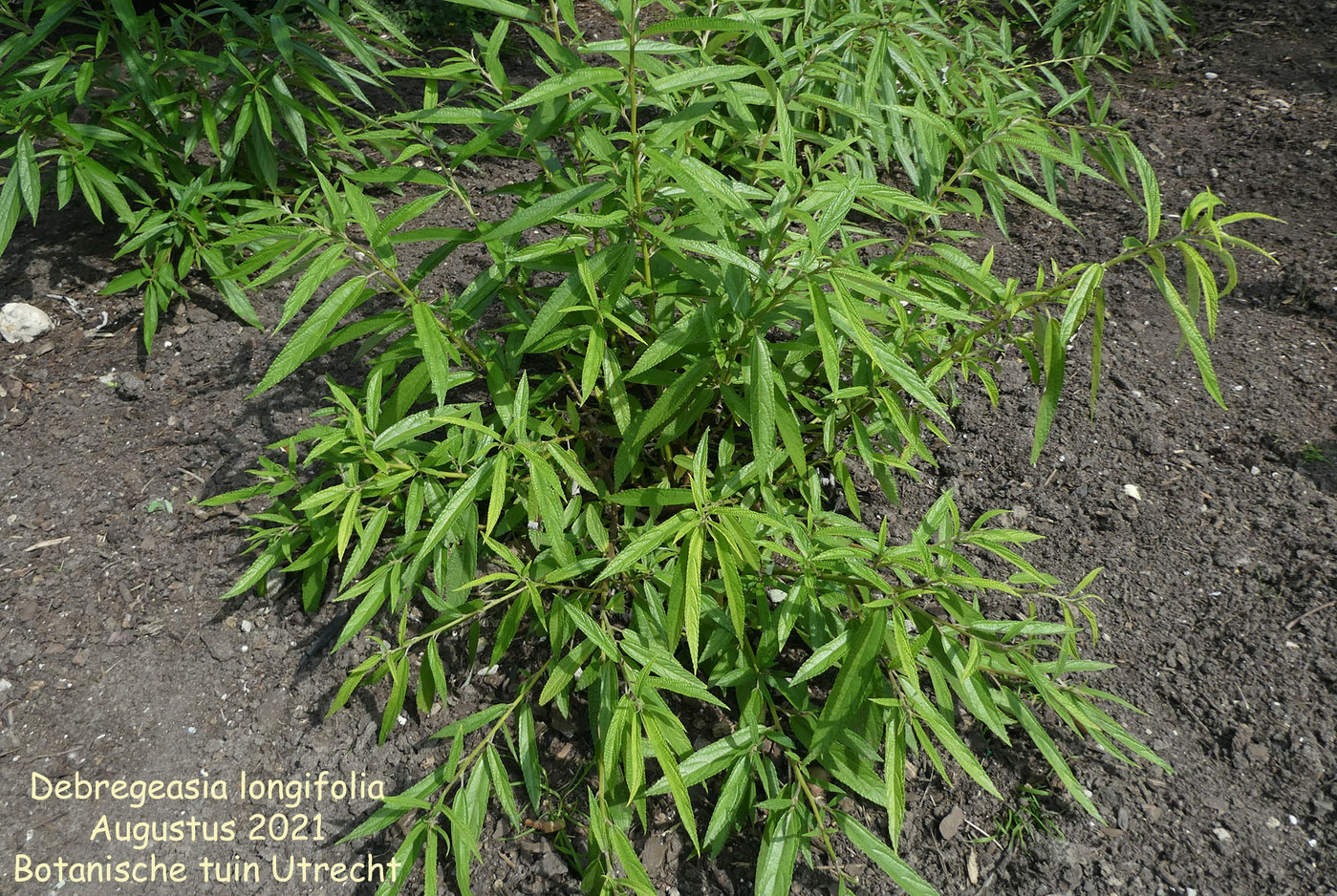 Debregeasia longifolia