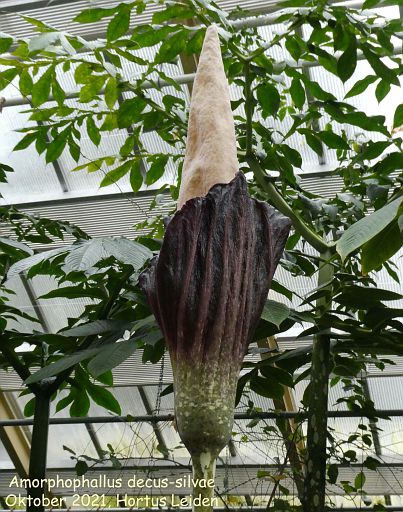 Amorphophallus decus-silvae