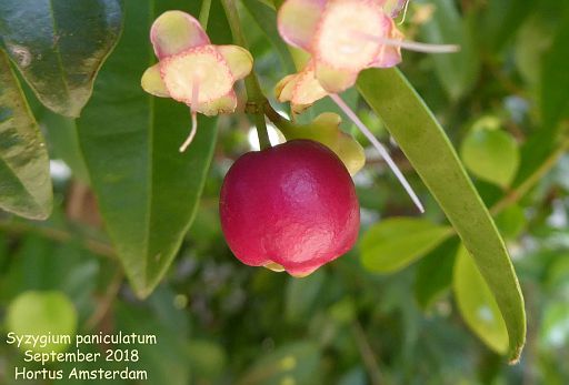 Syzygium paniculatum (fruit)