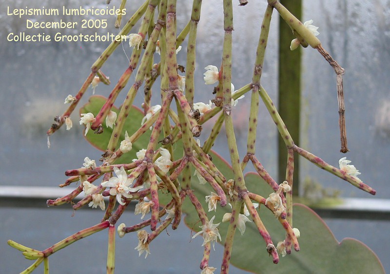Lepismium lumbricoides