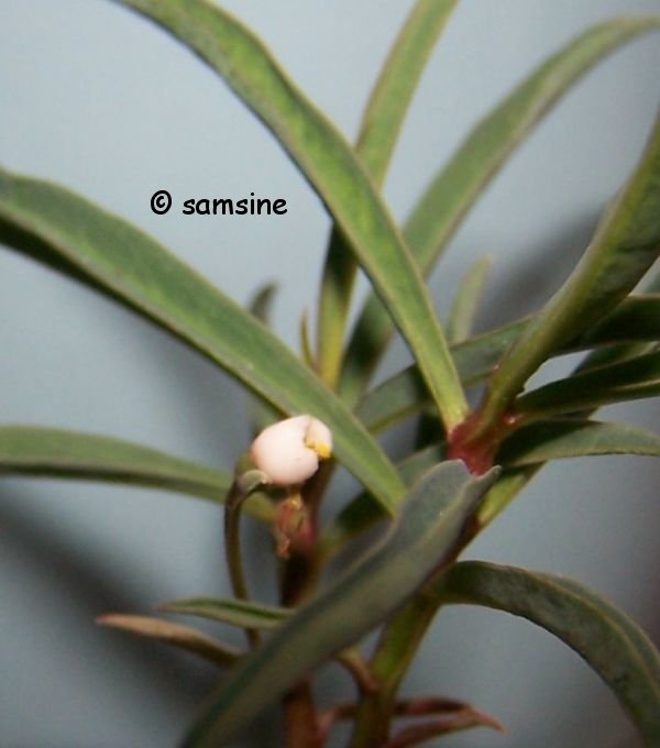 Photo: Monadenium sp. aff. pedunculatum | Monadenium album | Samsine |  Fotki.com, photo and video sharing made easy.