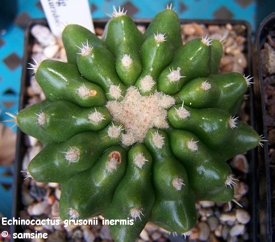  Echinocactus grusonii inermis