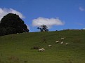 Standard NZ, Green, Blue and Sheep!