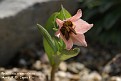 Fritillaria stenanthera
