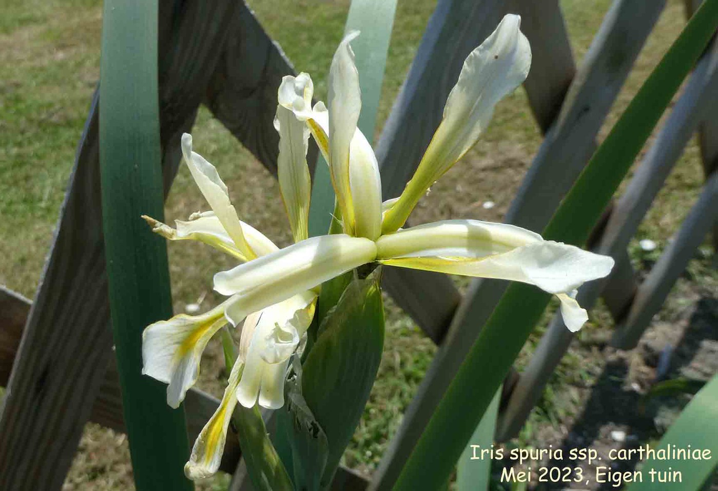 Iris spuria ssp. carthaliniae