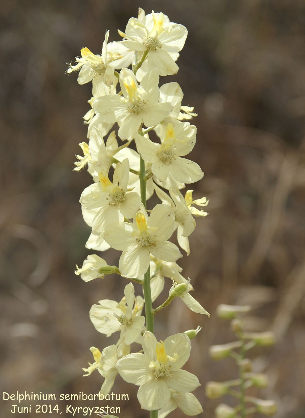 Delphinium semibarbatum