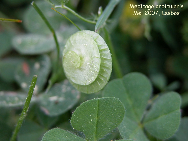 Medicago orbicularis (seed)
