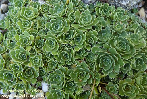 Saxifraga brevifolia