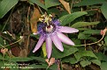 Passiflora x 'Amethyst'