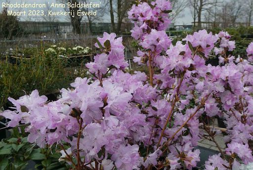 Rhododendron 'Anna Baldsiefen'