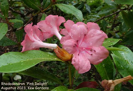 Rhododendron 'Pink Delight'