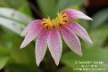 Bulbophyllum lepidum