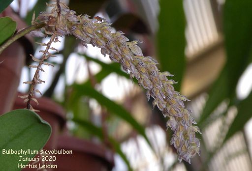 Bulbophyllum sicyobulbon