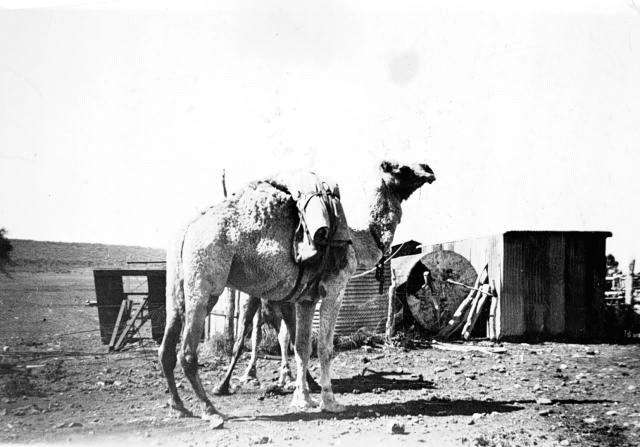 Photo: 1938 CAMEL CARRYING A PACK AT NONNING SHEEP STATION | Nonning ...