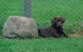 New Dawn Labrador Retrievers (newdawnlabs) avatar