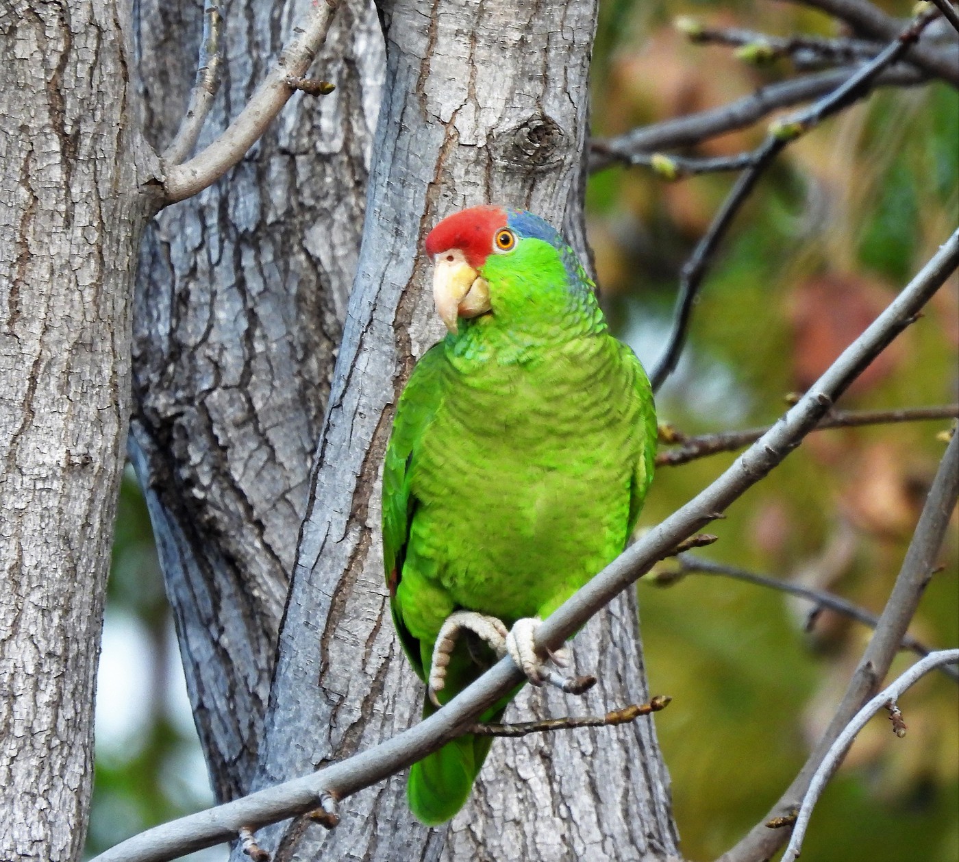 alpilean amazon