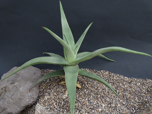 Aloe Scobinifolia Photo And Video Sharing Made Easy 4154