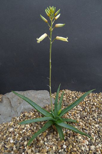 Aloe albida x Aloe castilloniae