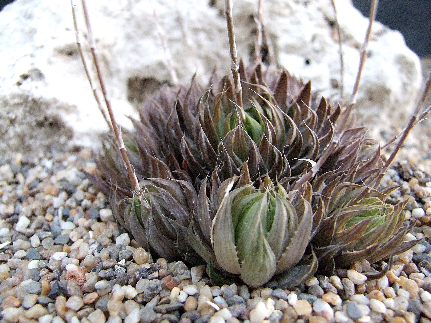 photo-haworthia-marumiana-ka-haw-marumiana-album-cok