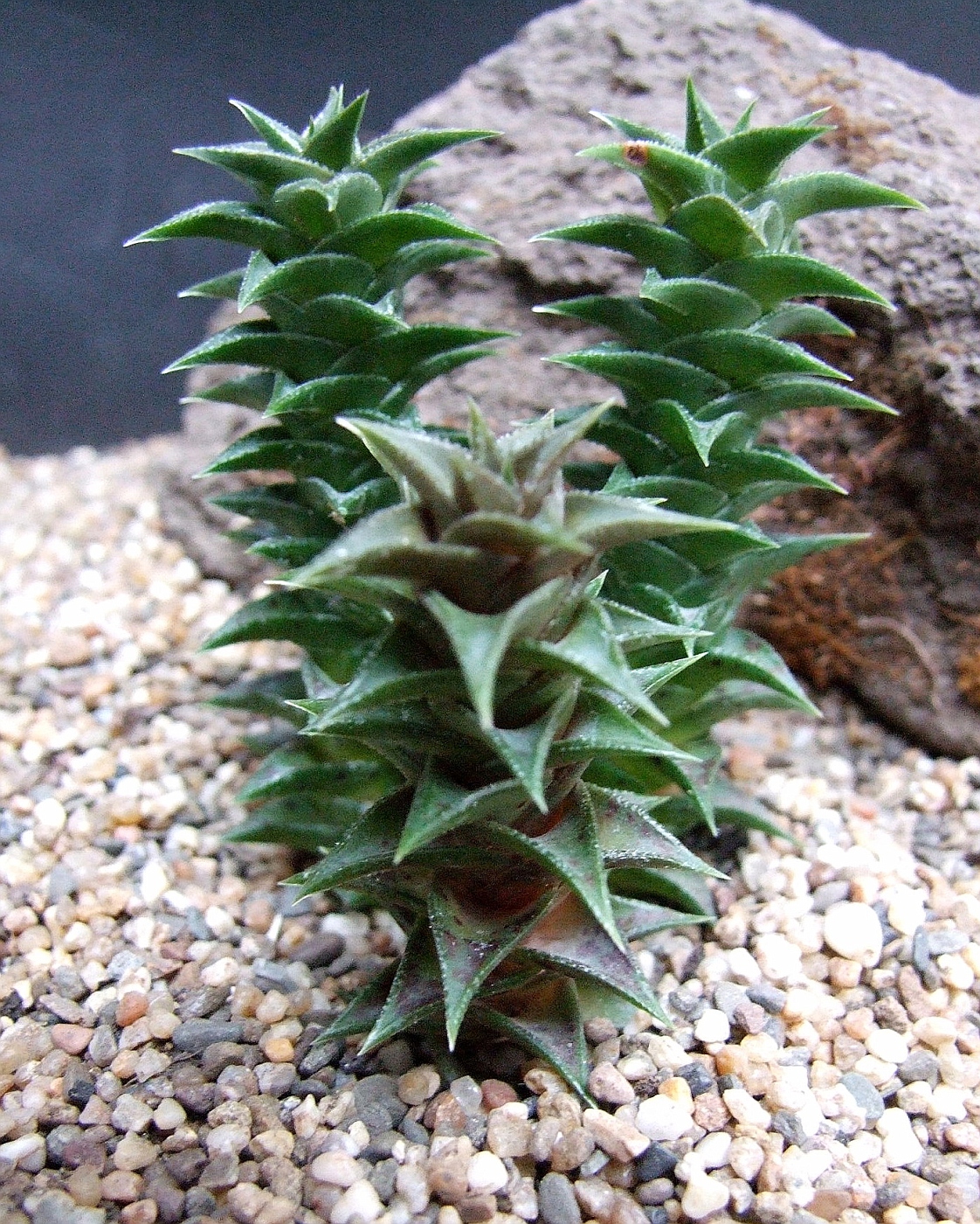 Astroloba foliolosa