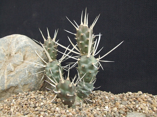 Tephrocactus articulatus (v. papyracanthus)