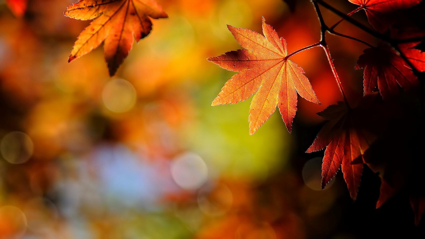 Photo: nature-landscape-outstanding-nature-landscape-high-quality-wallpaper -orange-leaves-hd-photos-windows-background-orange-leaves-tree-orange-leaves-tea-benefits-orange-leaves-uses-orange-leaves-on-boxwoo  | Wallpaper BG album | Anton  ...