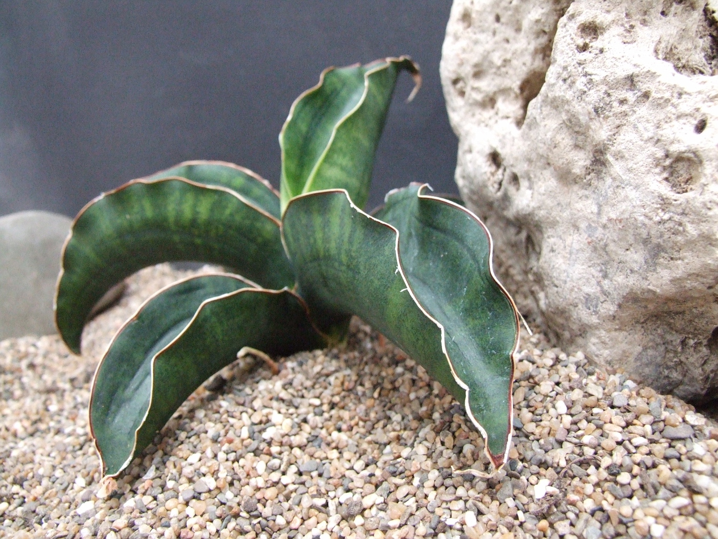 Photo: Sansevieria sinus-simiorum CG093.3 | Sansevieria. album