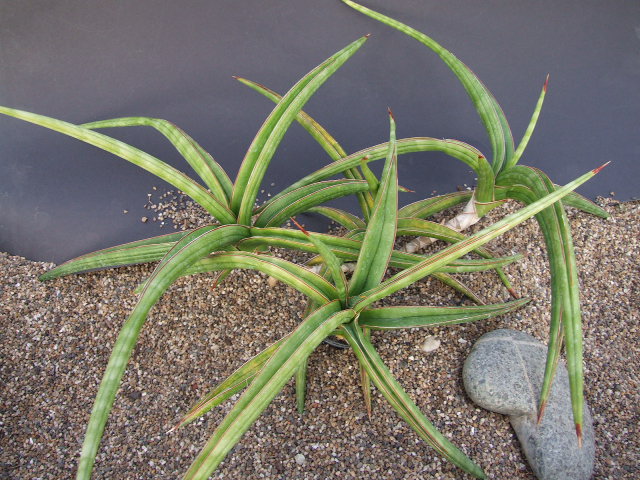 Photo: Sansevieria downsii Harare CG042.2 | Sansevieria. album | Cok  Grootscholten Succulent World ..