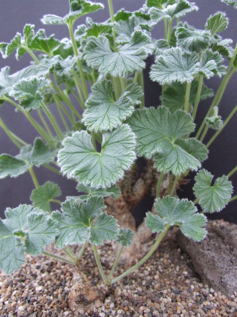 Pelargonium cortusifolium Luderitz