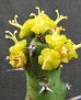 Euphorbia fascicaulis
