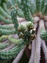 Euphorbia inermis