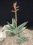 Aloe variegata Aloe sladeniana
