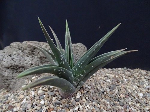 Aloe variegata 'Splash'
