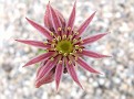 Sempervivum flower 