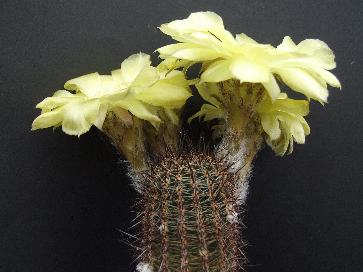 Echinopsis densispina v. carnea

