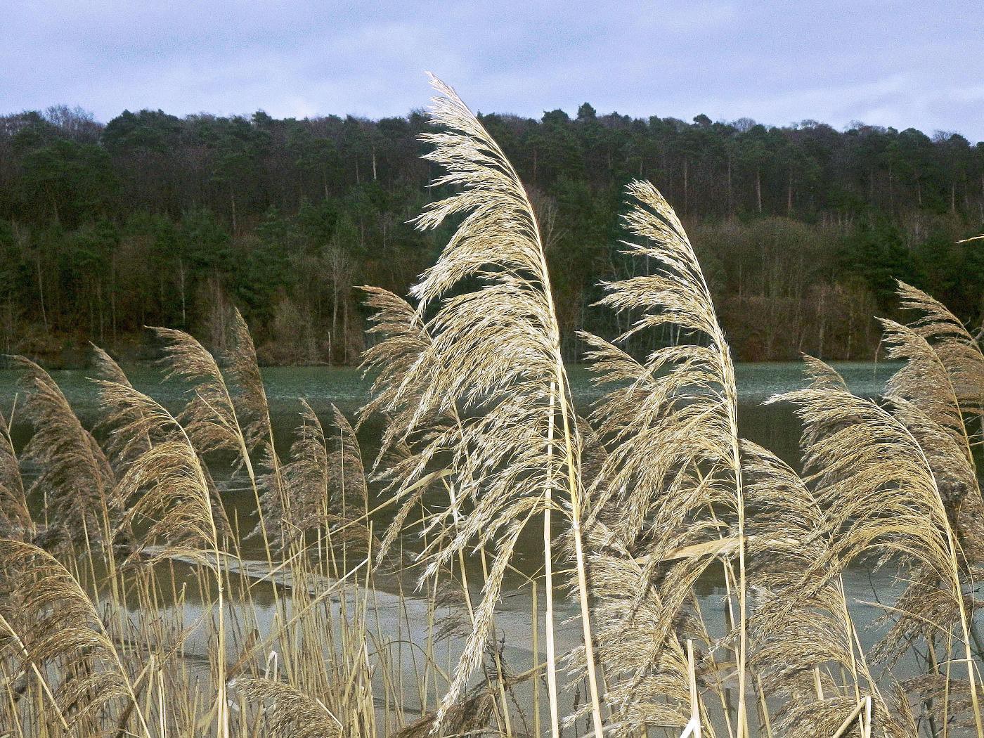 Teich durch Abbau entstanden