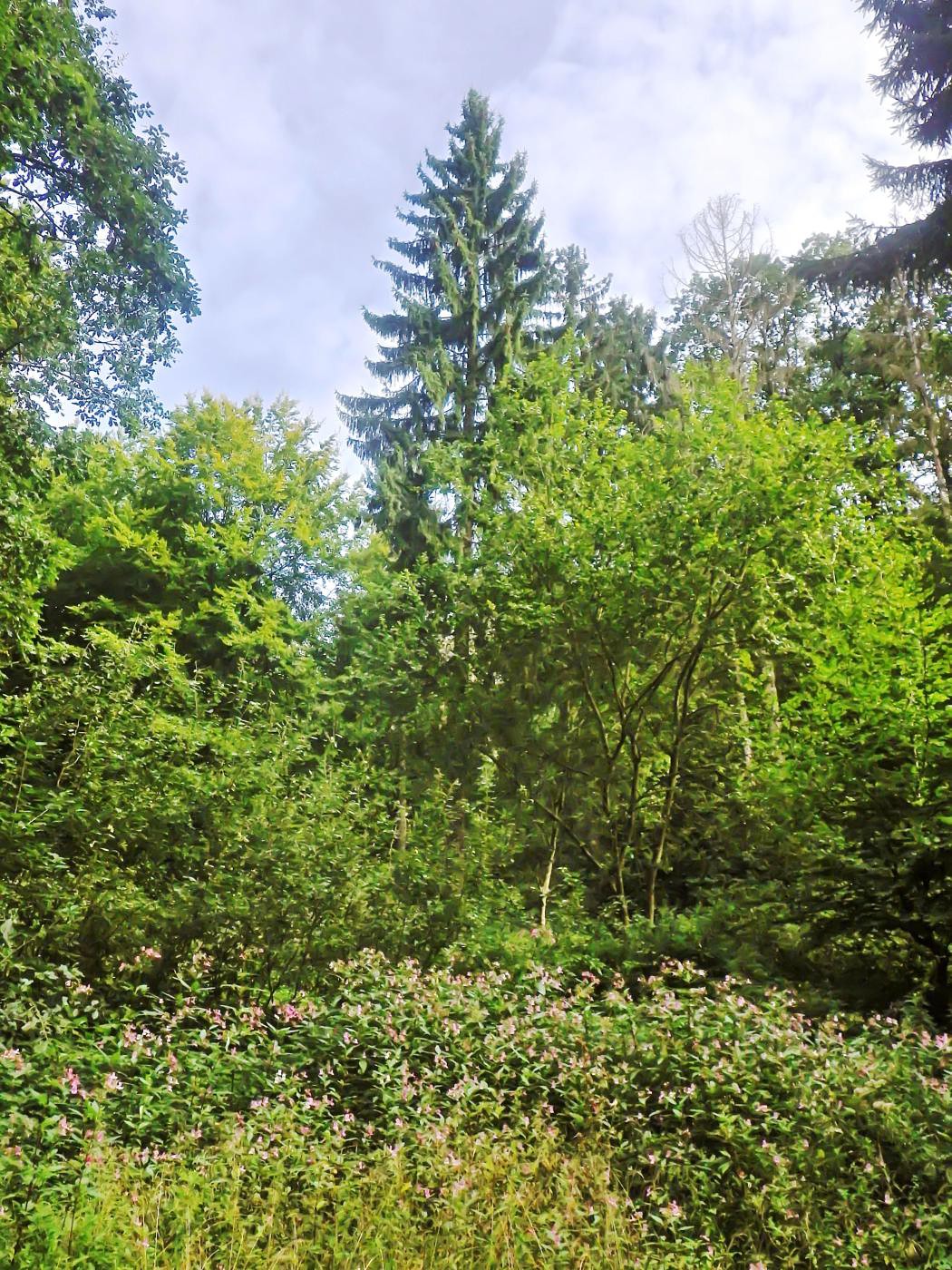 Wald Wesergebirge