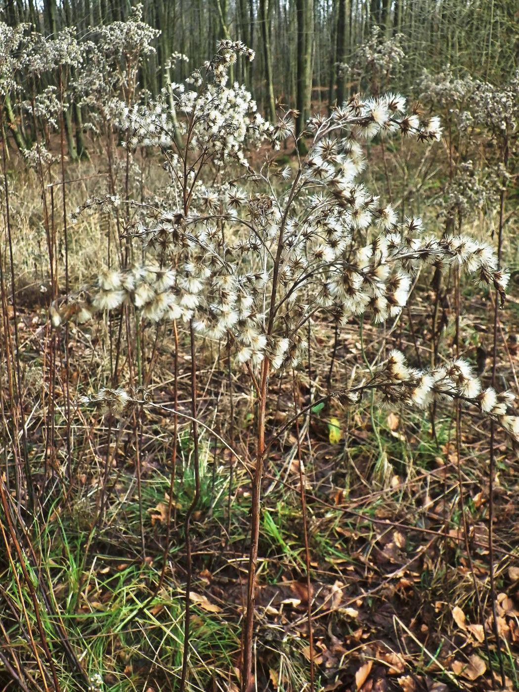 Überwintert