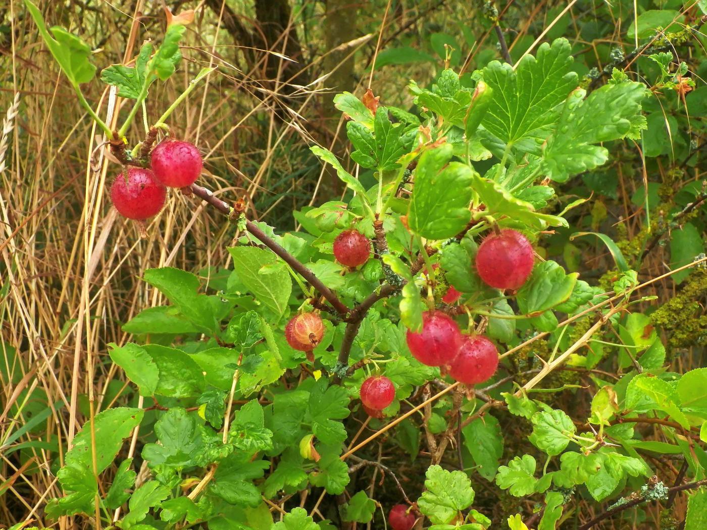 Sommerfrüchte