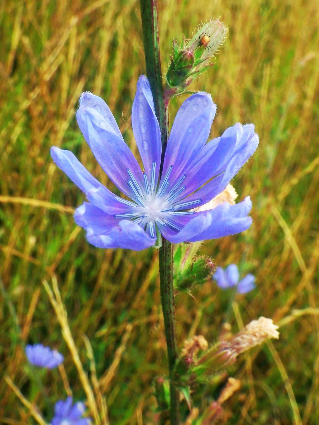 Blauer Stern