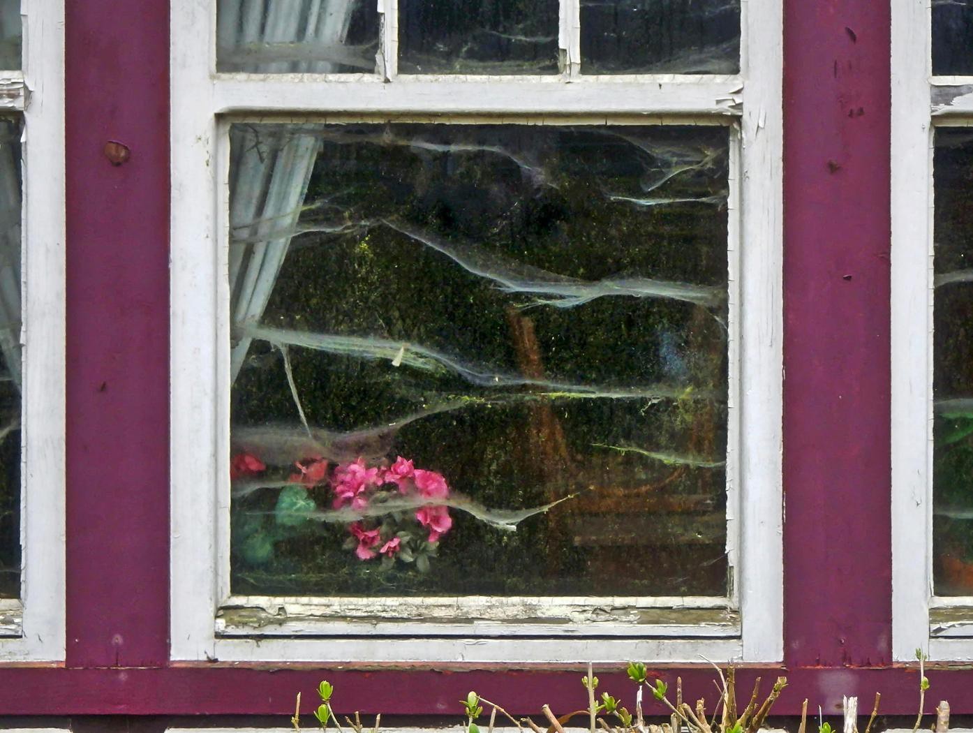 Spinnweben am Fenster