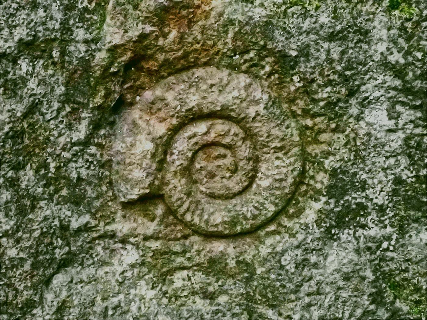 Fossil