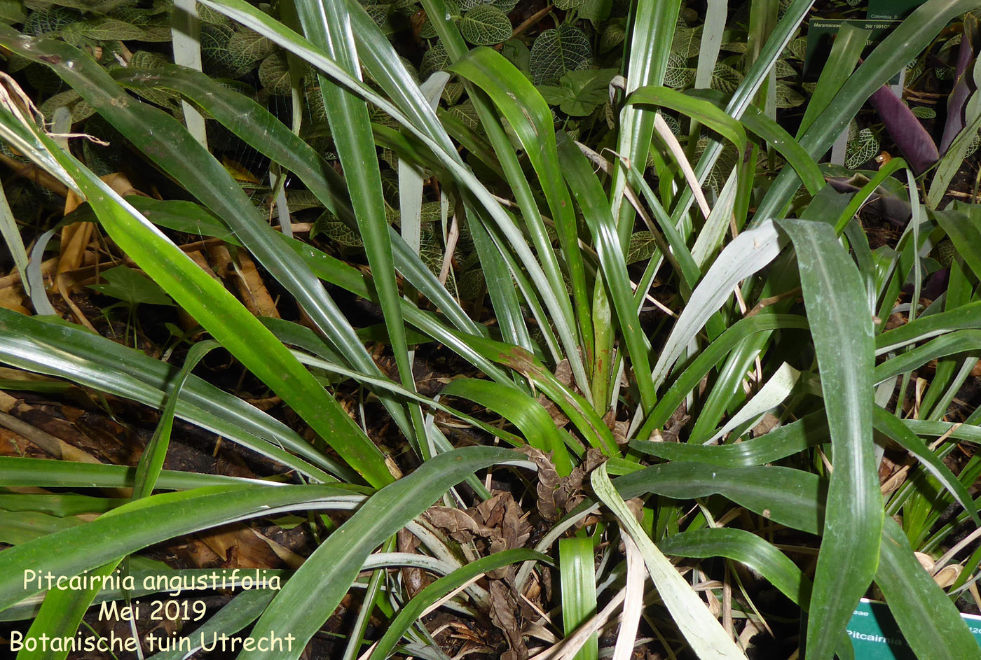Pitcairnia angustifolia