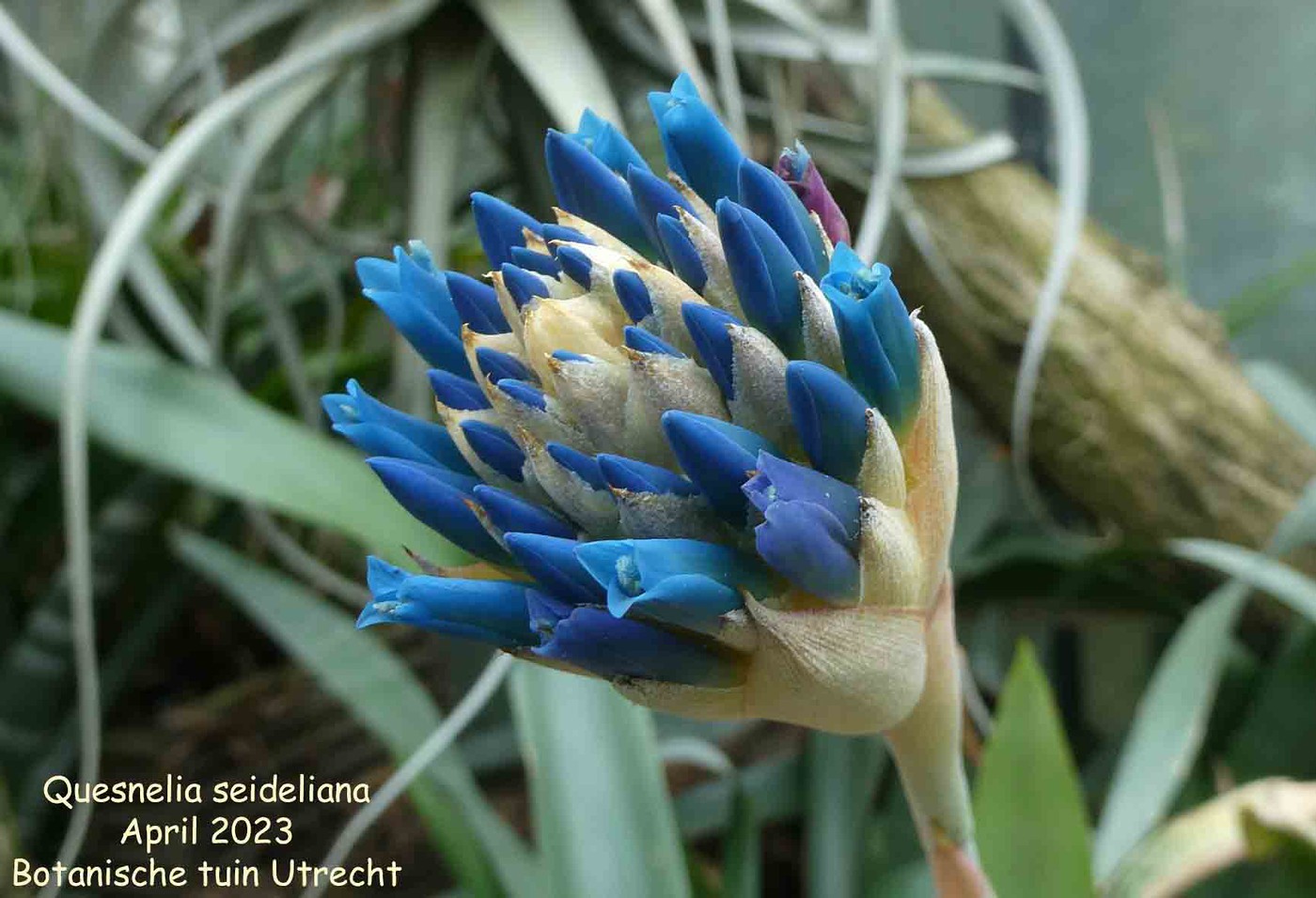 Photo: Quesnelia seideliana | Quesnelia album | Nora Goosen