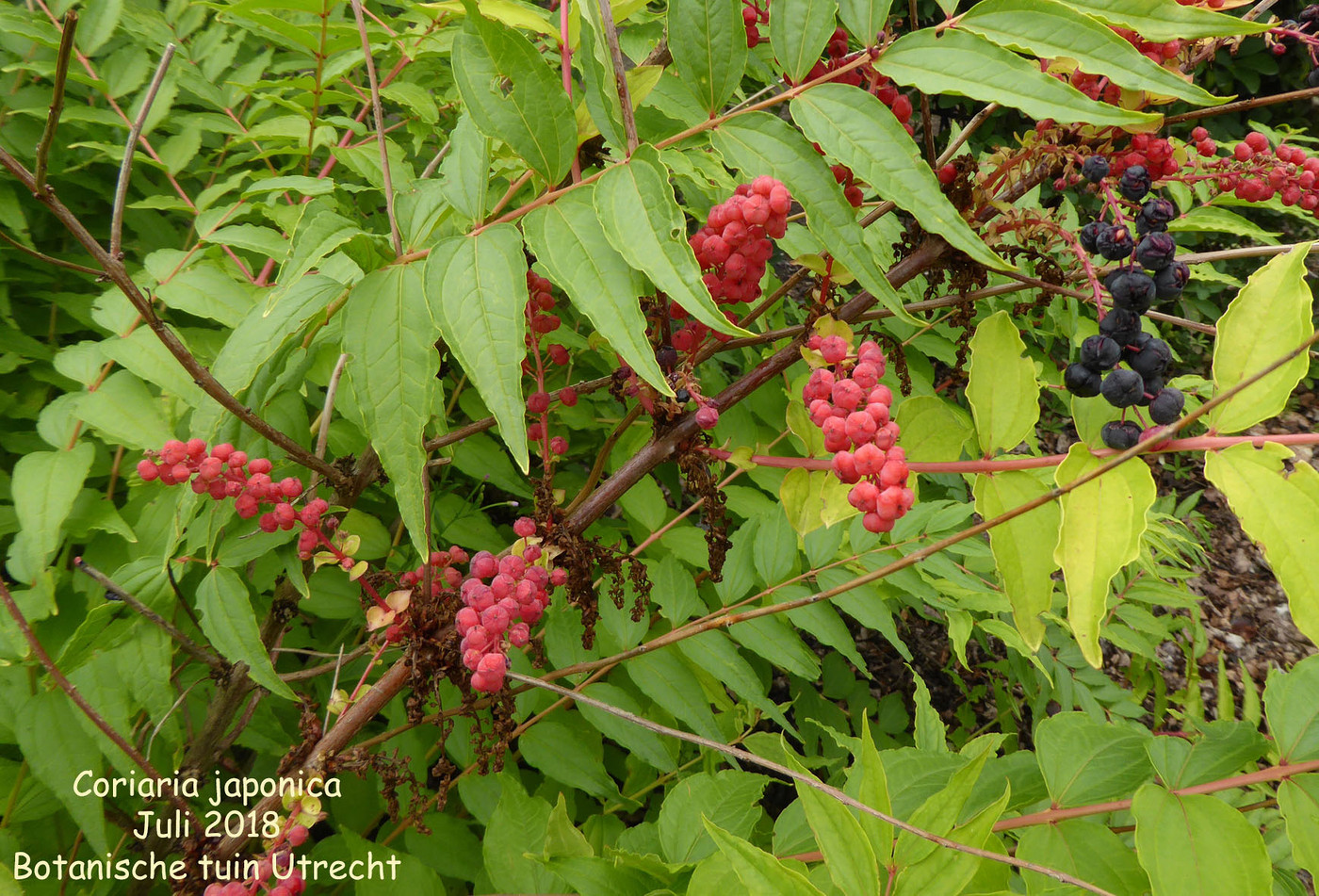 Coriaria japonica (fruit)