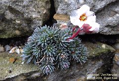 Saxifraga x megaseaeflora 'Jan Neruda'