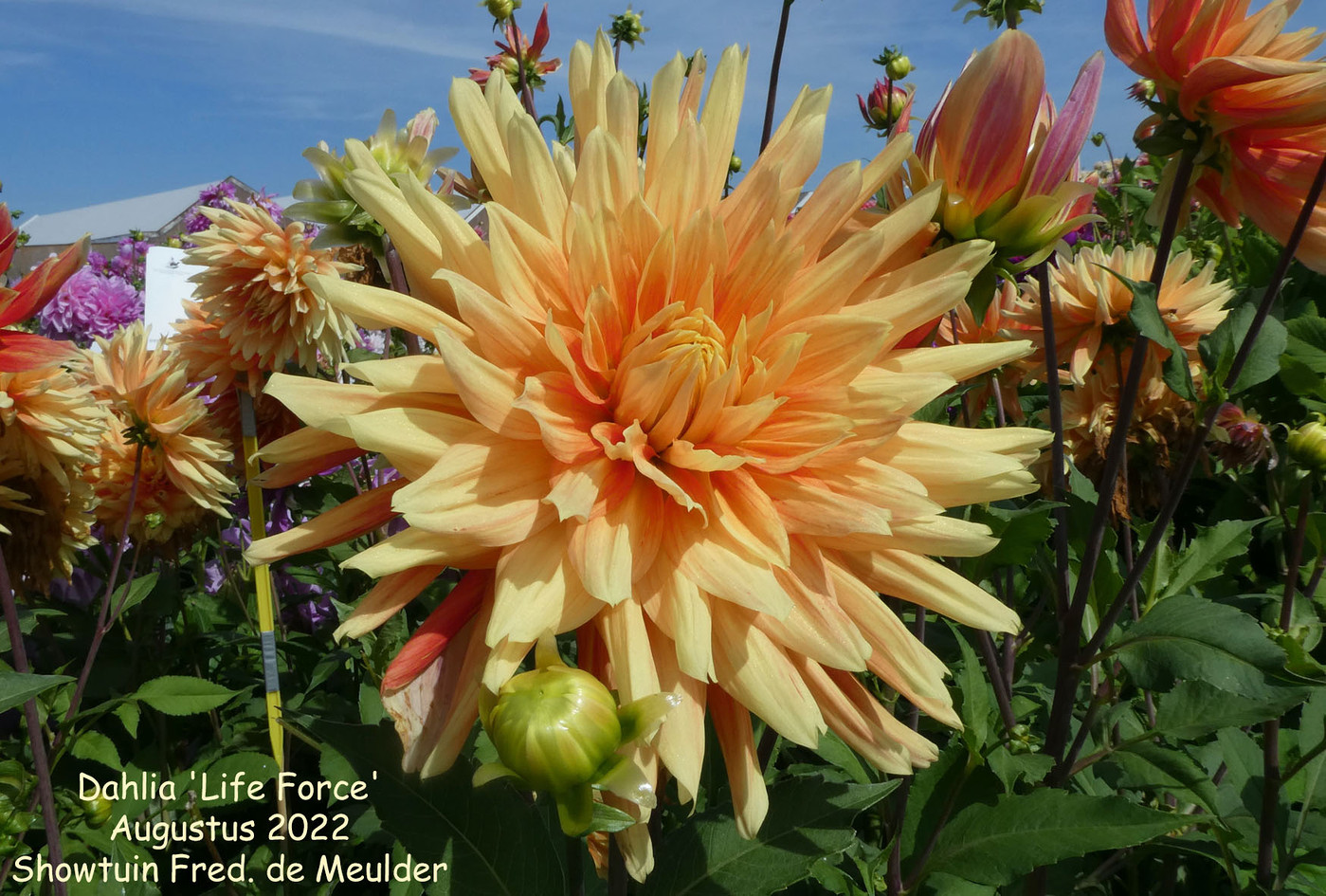 Photo: Dahlia 'Life Force' | Dahlia (hybrid cultivars) album