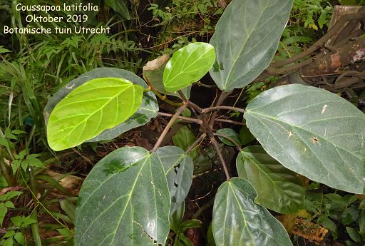 Coussapoa latifolia