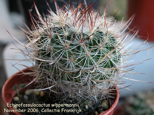 Echinofossulocactus wippermannii